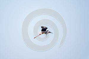 Water bird black-winged stilt flying in the blue sky