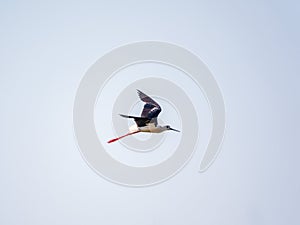 Water bird black-winged stilt flying in the blue sky