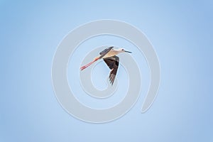 Water bird black-winged stilt flying in the blue sky