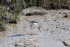 water bird black winged stilt himantopus walkting through mud looking for food.