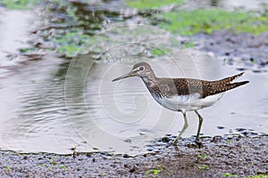 Water bird Broad billed Sandpiper. Limicola falcinellus photo