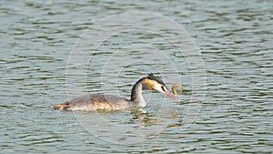 Water bird catching fish