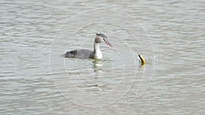 Water bird catching fish