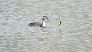 Water bird catching fish