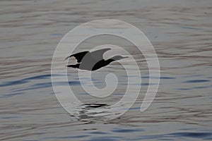Water bird flying low over calm sea surface