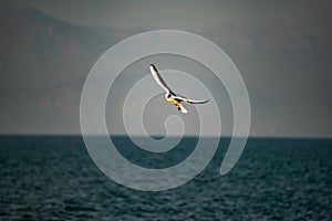 Seagull in flight against a blue sky with white clouds.