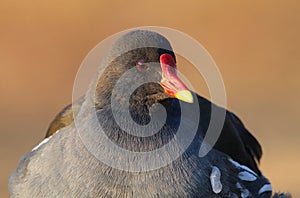 Water bird Gallinula chloropus in winter