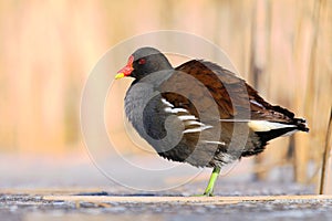 Water bird Gallinula chloropus in winter