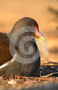 Water bird Gallinula chloropus in winter