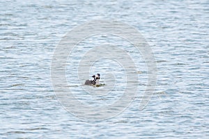 The water bird Great crested Grebe, Podiceps cristatus, swimming in the lake, and its cute babies riding on its back