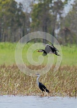 Water bird at peatland ecosystem, Merauke, South Papua