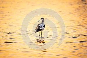 Water bird pied avocet, Recurvirostra avosetta, standing in the water in orange sunset light. The pied avocet is a large black and