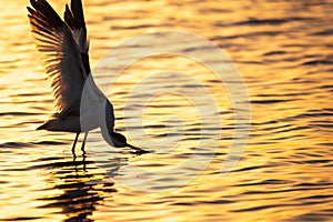 Water bird pied avocet, Recurvirostra avosetta, standing in the water in orange sunset light. The pied avocet is a large black and