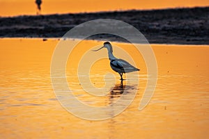 Water bird pied avocet, Recurvirostra avosetta, standing in the water in orange sunset light. The pied avocet is a large black and