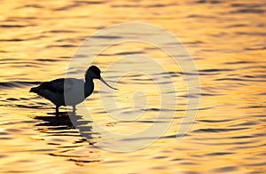 Water bird pied avocet, Recurvirostra avosetta, standing in the water in orange sunset light. The pied avocet is a large black and