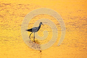 Water bird pied avocet, Recurvirostra avosetta, standing in the water in orange sunset light. The pied avocet is a large black and