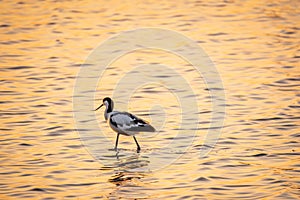 Water bird pied avocet, Recurvirostra avosetta, standing in the water in orange sunset light. The pied avocet is a large black and