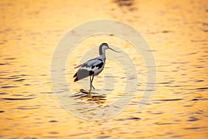 Water bird pied avocet, Recurvirostra avosetta, standing in the water in orange sunset light. The pied avocet is a large black and