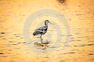 Water bird pied avocet, Recurvirostra avosetta, standing in the water in orange sunset light. The pied avocet is a large black and