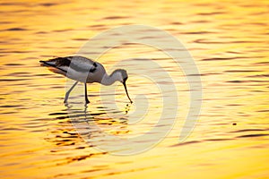 Water bird pied avocet, Recurvirostra avosetta, standing in the water in orange sunset light. The pied avocet is a large black and