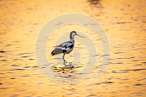 Water bird pied avocet, Recurvirostra avosetta, standing in the water in orange sunset light. The pied avocet is a large black and