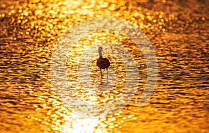 Water bird pied avocet, Recurvirostra avosetta, standing in the water in orange sunset light. The pied avocet is a large black and