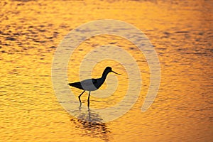 Water bird pied avocet, Recurvirostra avosetta, standing in the water in orange sunset light. The pied avocet is a large black and