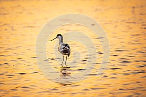 Water bird pied avocet, Recurvirostra avosetta, standing in the water in orange sunset light. The pied avocet is a large black and