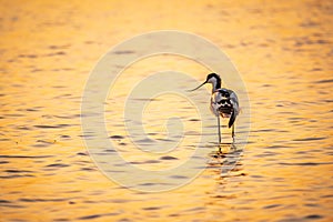 Water bird pied avocet, Recurvirostra avosetta, standing in the water in orange sunset light. The pied avocet is a large black and