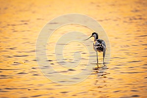 Water bird pied avocet, Recurvirostra avosetta, standing in the water in orange sunset light. The pied avocet is a large black and