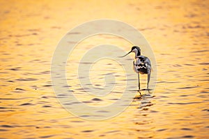 Water bird pied avocet, Recurvirostra avosetta, standing in the water in orange sunset light. The pied avocet is a large black and