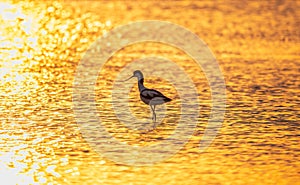 Water bird pied avocet, Recurvirostra avosetta, standing in the water in orange sunset light. The pied avocet is a large black and