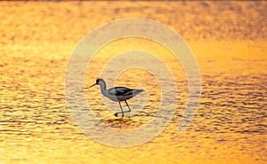 Water bird pied avocet, Recurvirostra avosetta, standing in the water in orange sunset light. The pied avocet is a large black and