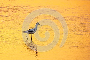 Water bird pied avocet, Recurvirostra avosetta, standing in the water in orange sunset light. The pied avocet is a large black and