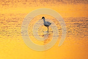 Water bird pied avocet, Recurvirostra avosetta, standing in the water in orange sunset light. The pied avocet is a large black and