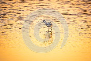 Water bird pied avocet, Recurvirostra avosetta, standing in the water in orange sunset light. The pied avocet is a large black and