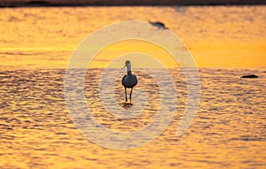 Water bird pied avocet, Recurvirostra avosetta, standing in the water in orange sunset light. The pied avocet is a large black and