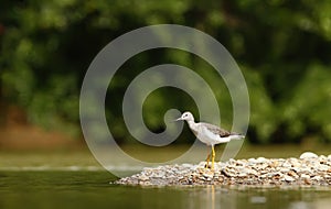 water bird on river bank, Costarica, exotic vacation to Latin America, bird in its natural enviroment photo
