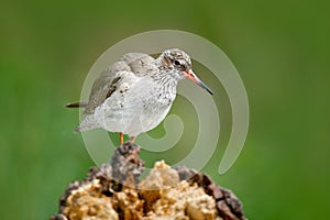 Water bird in the river, Tringa totanus, Comnon Redshank sitting on stone in the river. Water bird in forest. Summer bird photo fr