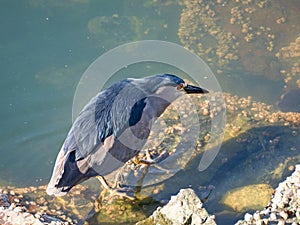 water bird on a sea in patagonia