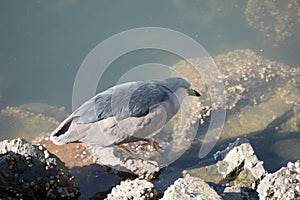 water bird on a sea in patagonia