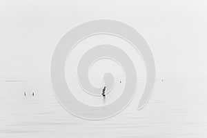 Water bird on the surface of the Lake Skadar in Montenegro