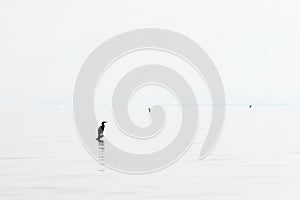 Water bird on the surface of the Lake Skadar in Montenegro