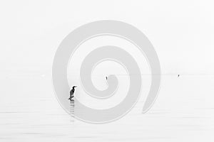 Water bird on the surface of the Lake Skadar in Montenegro