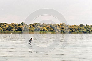 Water bird on the surface of the Lake Skadar in Montenegro