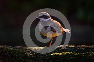 Water bird on the tree trunk with sun evening backlight. Ringed plover, Charadrius hiaticula, bird in the nature habitat, sunset