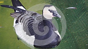 Water bird, white color swimming in the mollerussa pond, lÃÂ©rida photo