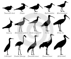 Water birds and birds of fields. Silhouettes vector collection