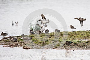 Common Teal, Teal, Anas crecca