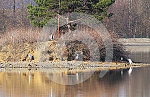 Water birds on the island